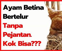 Bisakah Ayam Jantan Bertelur