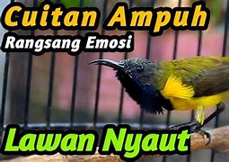 Burung Sogon Gacor An Apa Artinya